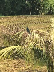 Dicrurus macrocercus