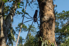 Nephila