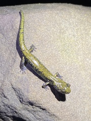 Aneides flavipunctatus