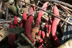 Balanophora laxiflora