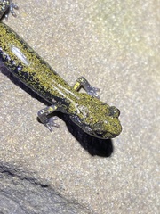 Aneides flavipunctatus