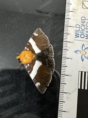 Buzara infractafinis
