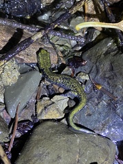 Aneides flavipunctatus