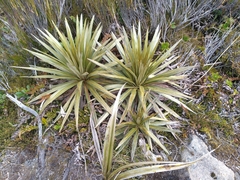 Celmisia armstrongii