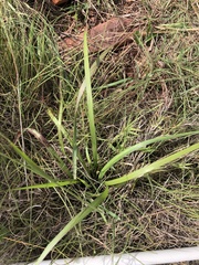 Digitaria diagonalis