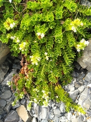 Veronica macrocalyx macrocalyx