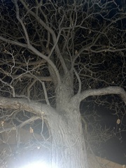 Quercus gambelii