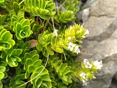 Veronica macrocalyx macrocalyx
