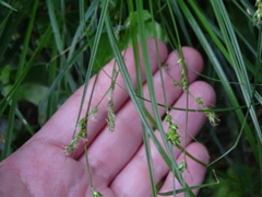Carex divulsa
