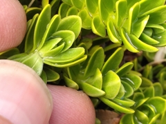 Veronica macrocalyx macrocalyx