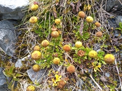 Leptinella pyrethrifolia