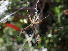 Argiope protensa