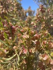 Dodonaea viscosa angustissima