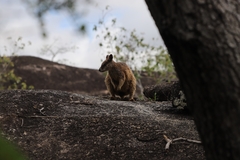 Petrogale mareeba