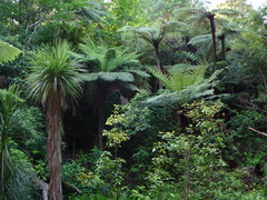 Cyathea smithii