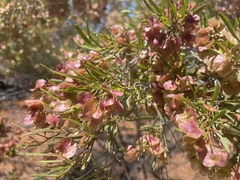 Dodonaea viscosa angustissima