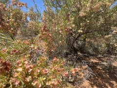 Dodonaea viscosa angustissima