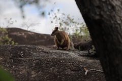 Petrogale mareeba