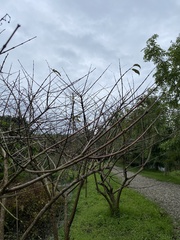 Cephalanthus tetrandra