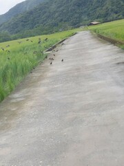 Acridotheres javanicus