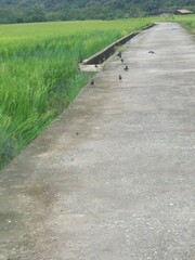 Acridotheres javanicus