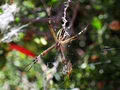 Argiope protensa