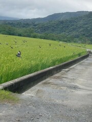 Acridotheres javanicus