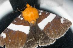 Buzara infractafinis
