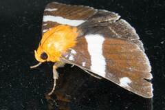 Buzara infractafinis