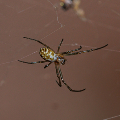 Nephilengys malabarensis