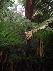 Cyathea medullaris