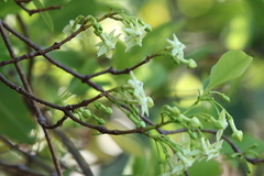 Gymnanthera oblonga