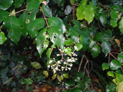 Syzygium smithii