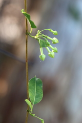 Gymnanthera oblonga
