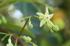 Gymnanthera oblonga