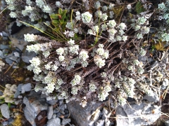 Leucogenes grandiceps