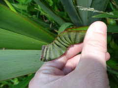 Ichneutica steropastis