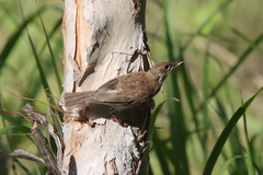 Ramsayornis modestus