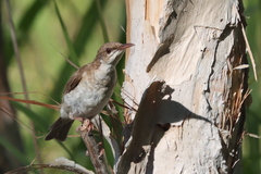 Ramsayornis modestus