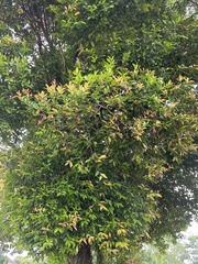 Syzygium myrtifolium