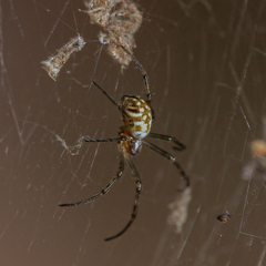 Nephilengys malabarensis