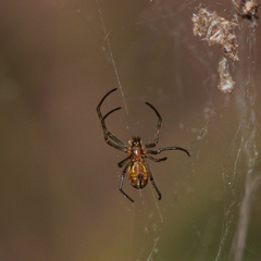 Nephilengys malabarensis
