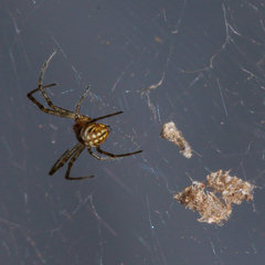 Nephilengys malabarensis