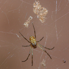 Nephilengys malabarensis