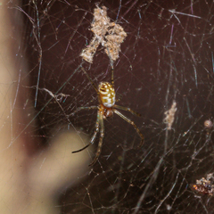 Nephilengys malabarensis