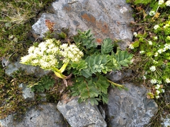 Anisotome pilifera