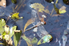 Brachydiplax denticauda