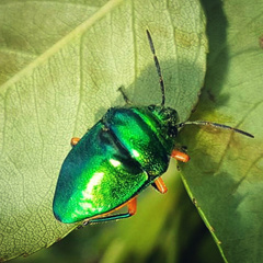 Lampromicra
