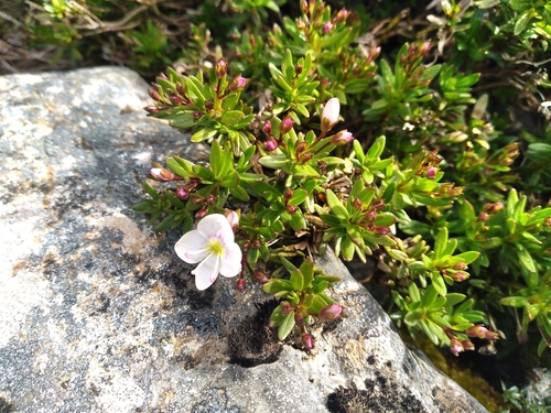 Veronica linifolia