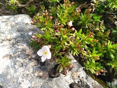 Veronica linifolia